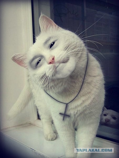 Коты и Кошки