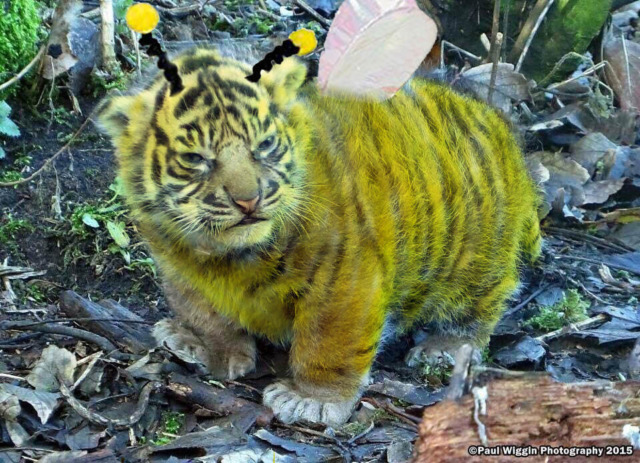 Фотожабы: Недовольный и толстенький тигрёнок