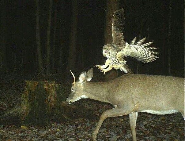 Эпитафия по Плаза