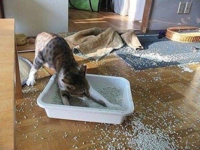 Подборка настоящих котов