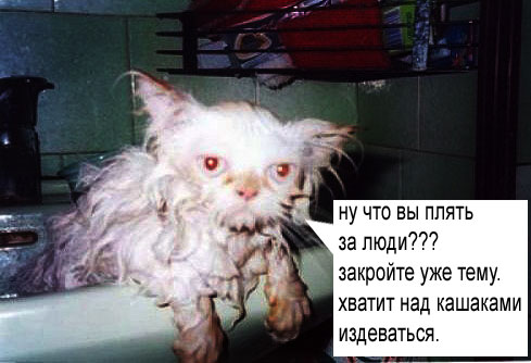 Котопонедельник на ЯПлакалъ