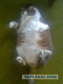 Ура, котовторник! (01.07.2008)