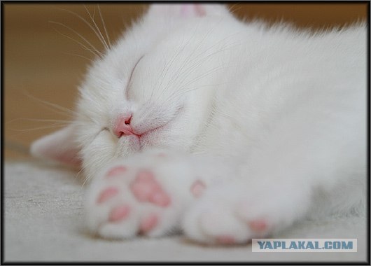 Даёшь Котовторник на ЯПе! (29.07.08)