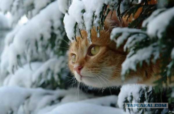 Котовторник: Кошки гаваны и другие!