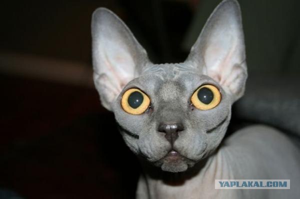 Котовторнику Да (09.12.08)