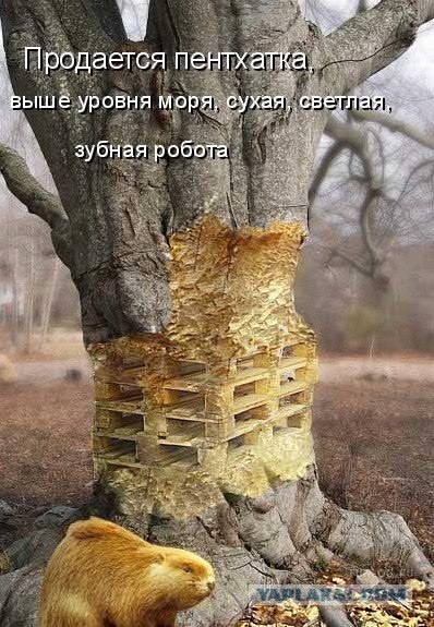 Картинки о животных