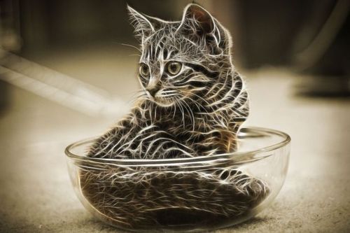 Котовторник на 22 июня