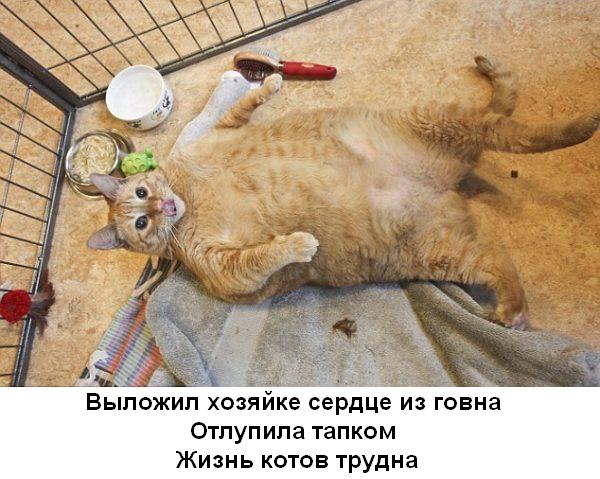 Почему кошки любят смотреть в глаза?