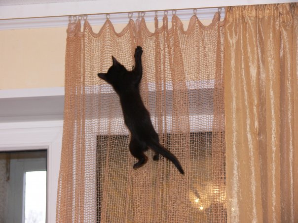 Котовторник (31.01.2012)