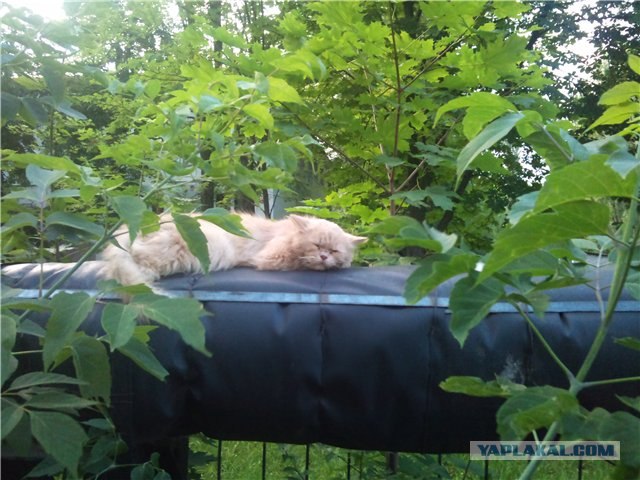 Котовторник 20.03.2012