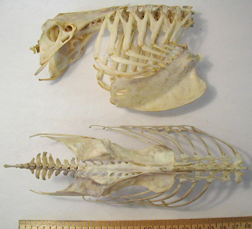 Череп неведомого существа.