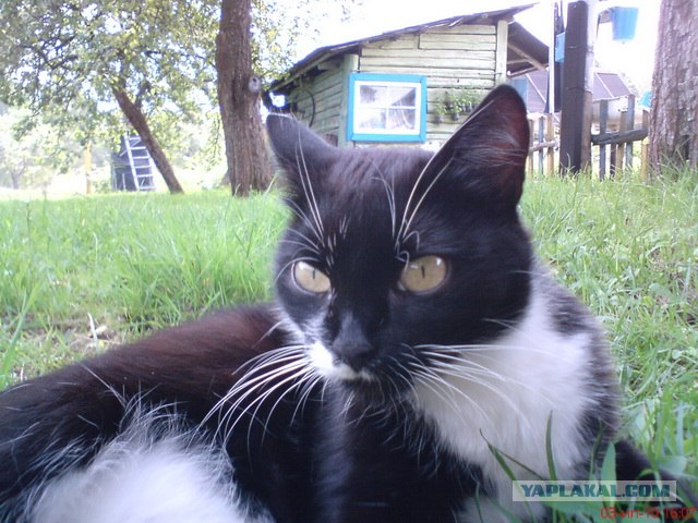 Котовторник 30.10.2012