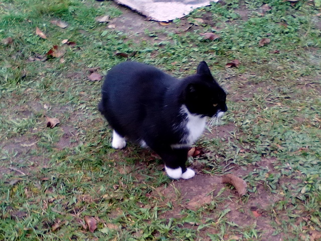 Котовторник 19.03.2019