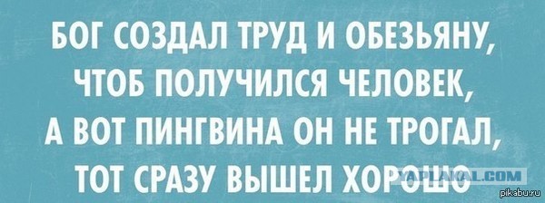 Шимпанзе: Восхождение нового разумного вида больше нельзя отрицать