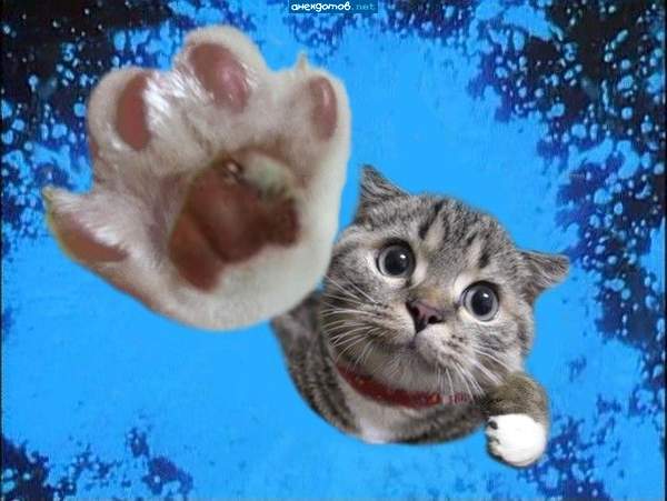 Коротко о ЯПлакал в картинках