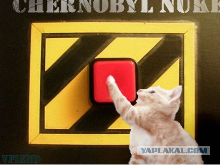 Коты атакуют