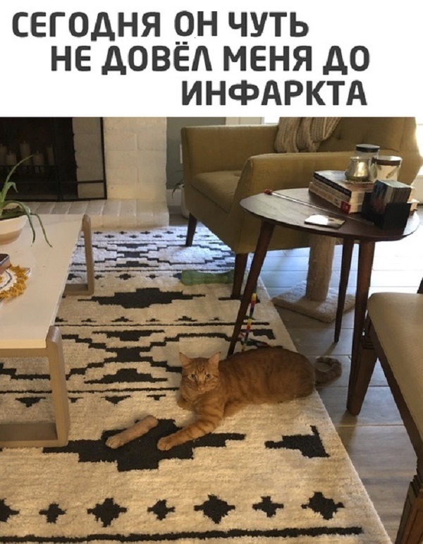 Картинки с котами и про котов