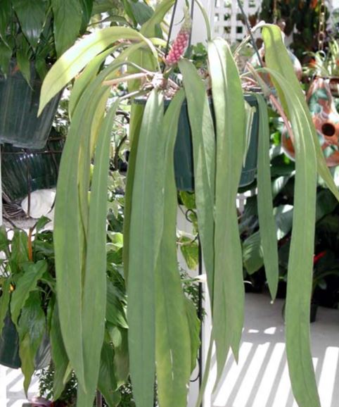 Деревенская Америка - 8