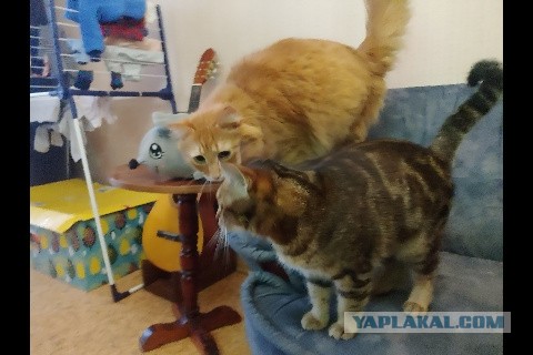 Котовторник так котовторник