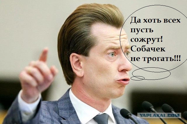 Почему, несмотря на гибель людей от бродячих собак, в России не введут эвтаназию животных?