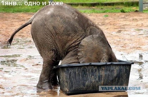 Первое утро в новом году.