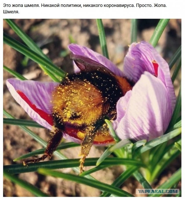 Шмель на сборе урожая