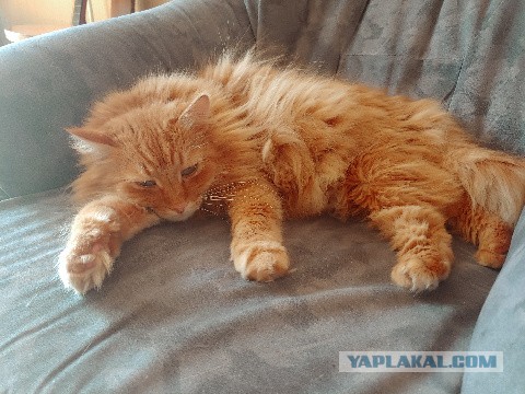 Котовторник Рыжих