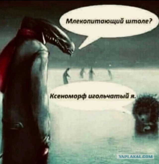 Бессистемно: картинки, лайфаки, баяны…