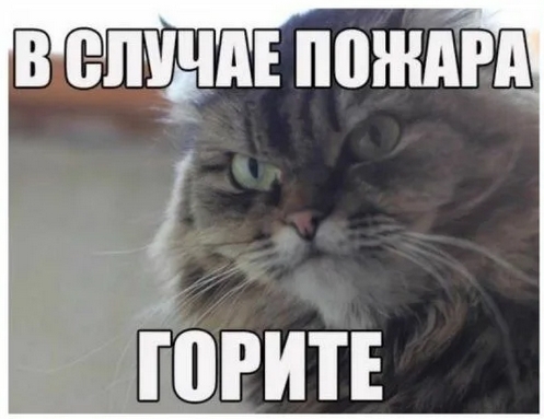 Кошка по кличке Страшила спасла от пожара целый дом