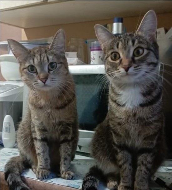 Котаны мои