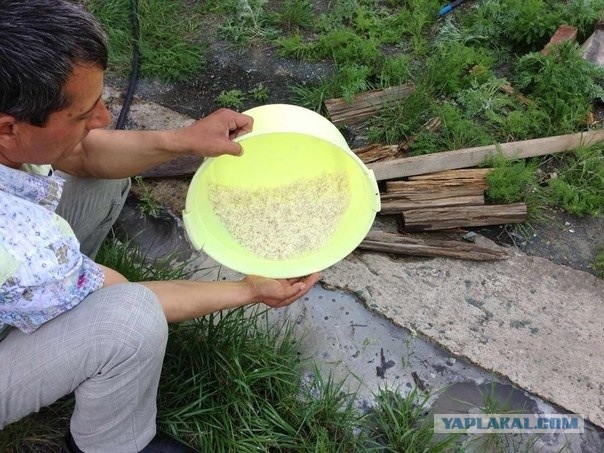 Пловские старания, ... эпическое полотно о Плове...