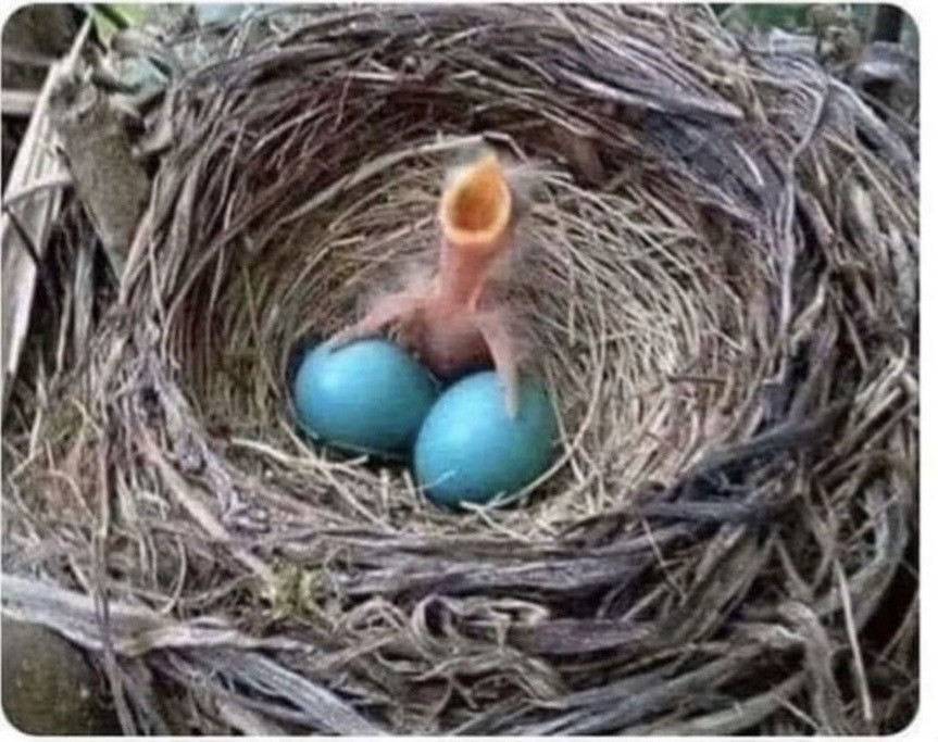 Double Nut Fun