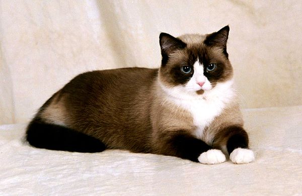 Мой котеич