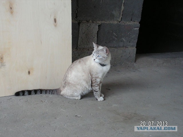 Жизнь кота
