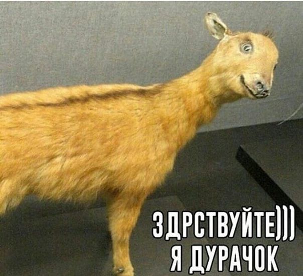 Прохор Шаляпин выступил в Госдуме