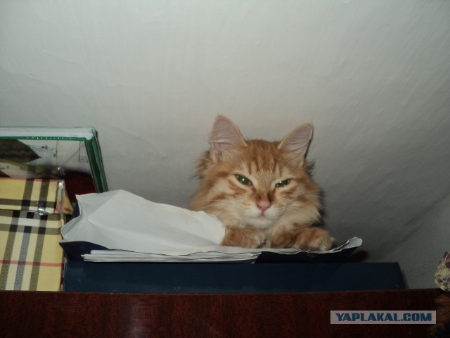 Друзья (котовторник)