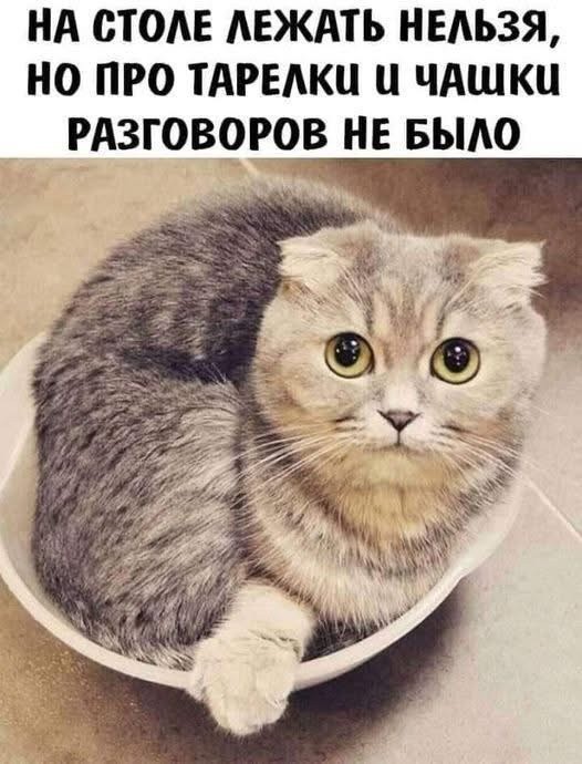 К котовторнику: подборка картинок-баянов с котиками и про котиков. Выпуск 42.