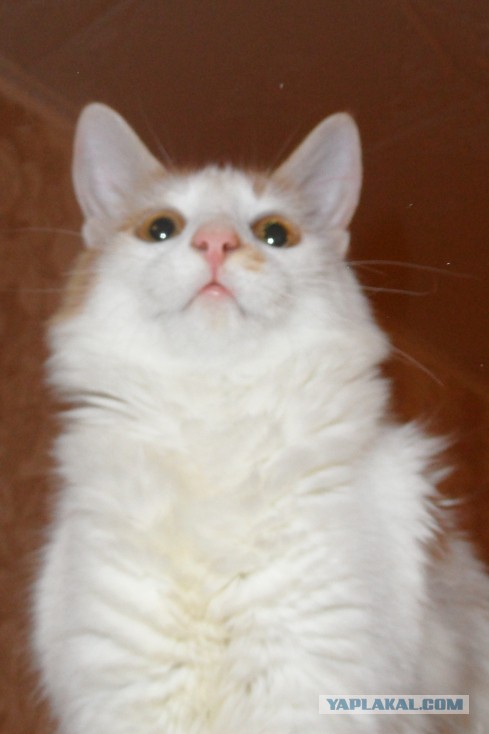 Котовторник  10.12.2013