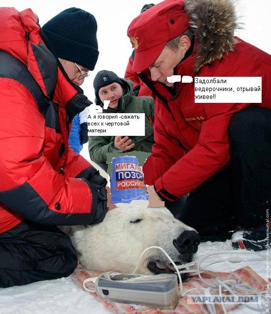 Путин и медведь