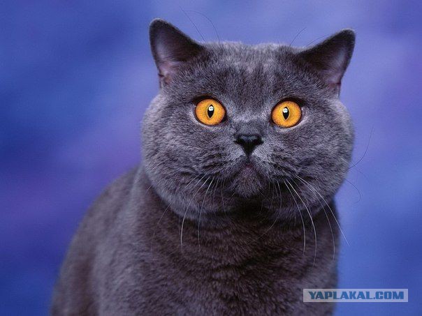 Киска
