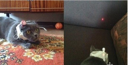 Котовторник 27.5.2014