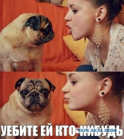Самые добрые собаки