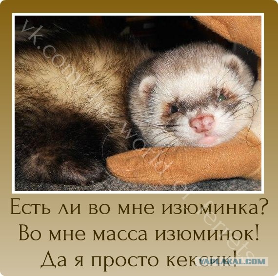 Заснувшие