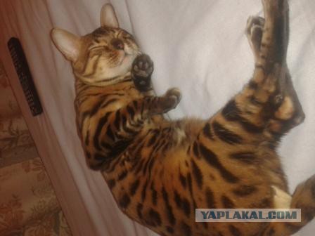 Котовторник 23.09.2014.