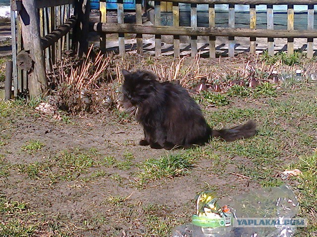 Котовторник 04.11.2014