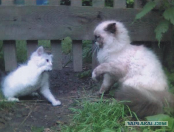 Котовторник 2.12.14