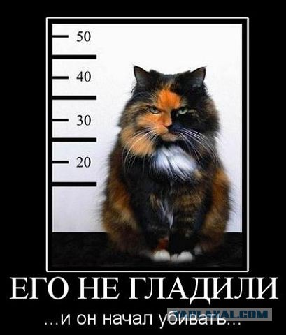 Весёлое из сети