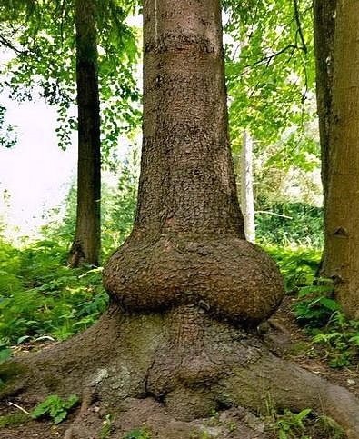 Шутки природы