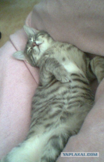 Спят усталые ...