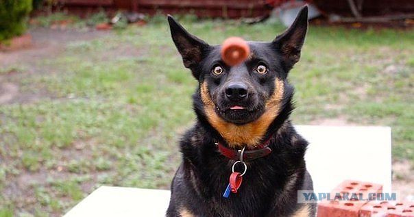 Немного братьев наших меньших! ЧЕТВЕРГ